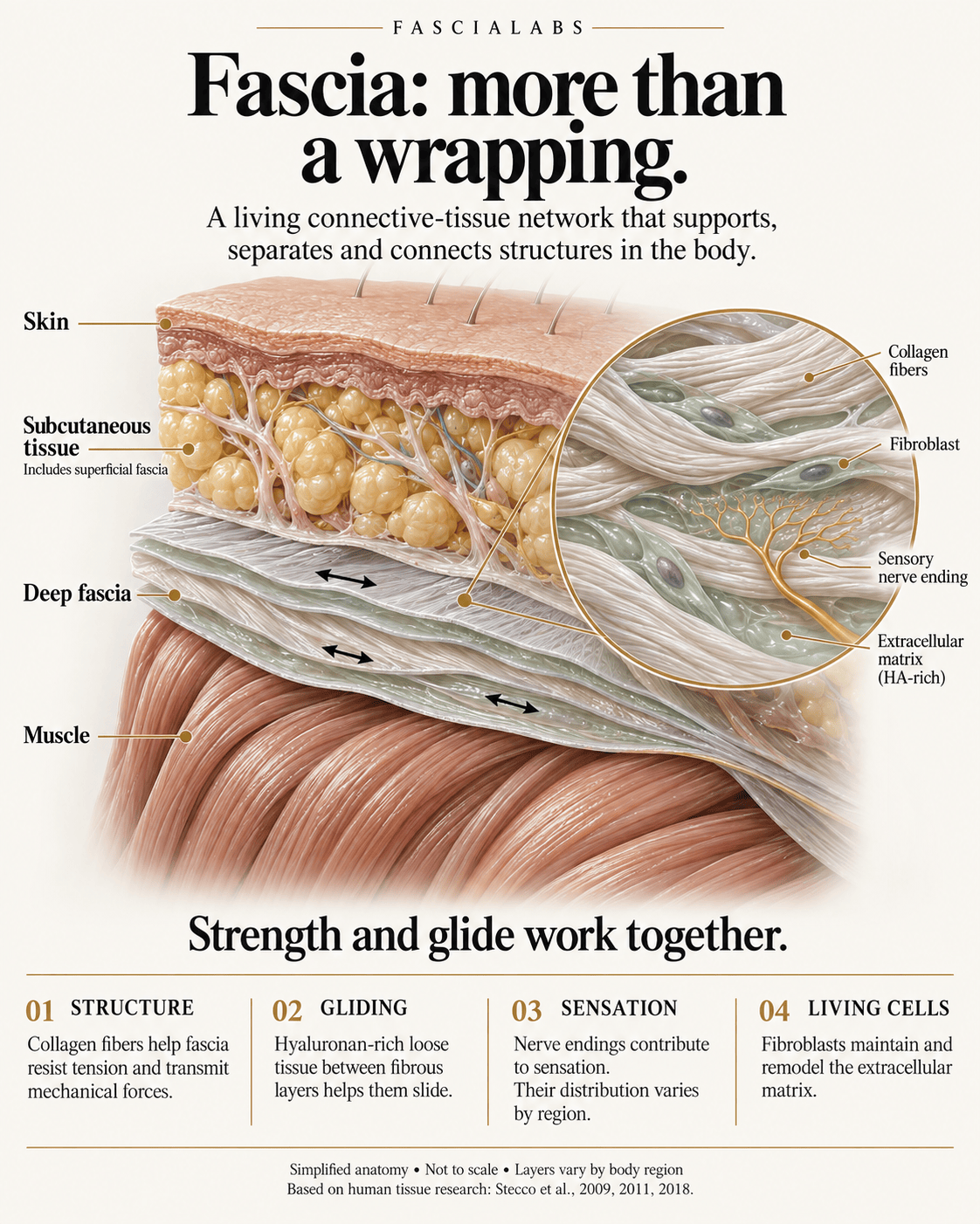 Fascia Release®: Deep Tissue Hydration & Mobility