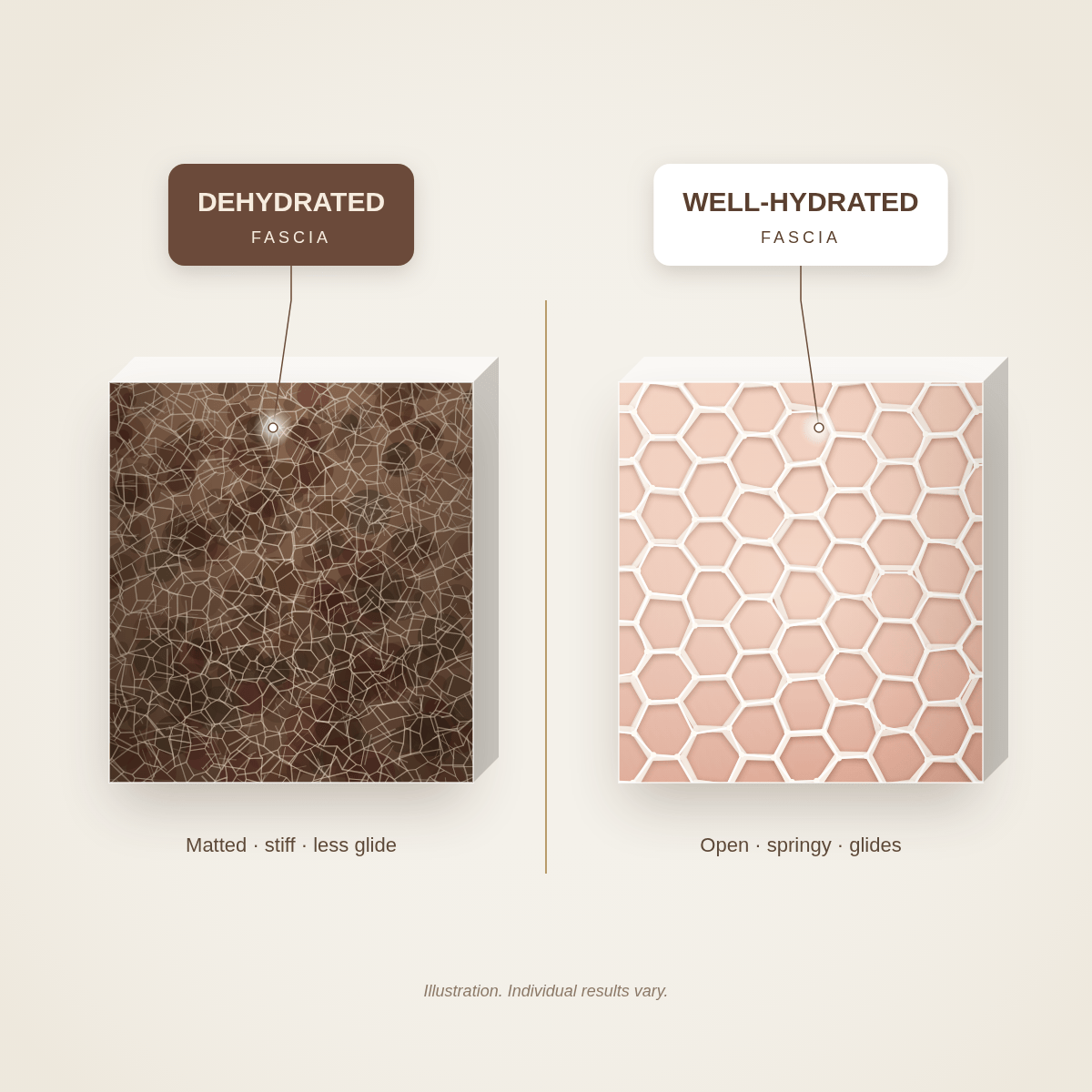 Illustration comparing dehydrated, matted connective tissue with well-hydrated, springy connective tissue
