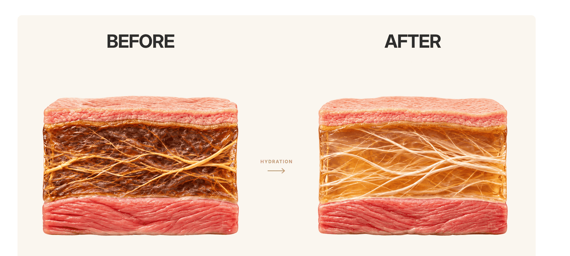 Illustration comparing dehydrated fascia with hydrated fascia