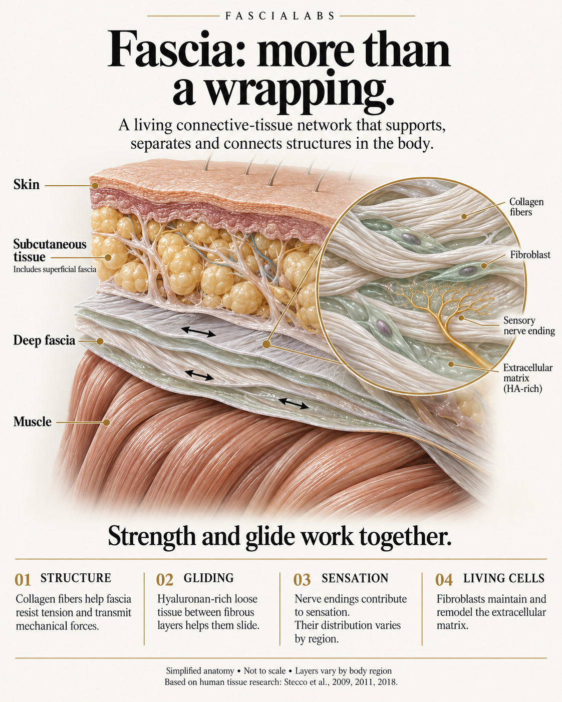 Educational diagram showing skin, subcutaneous tissue, deep fascia and muscle